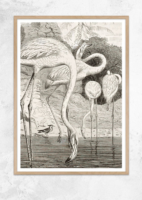 Greater Flamingo