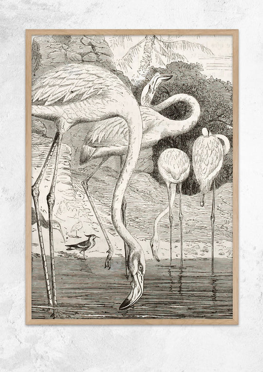 Greater Flamingo