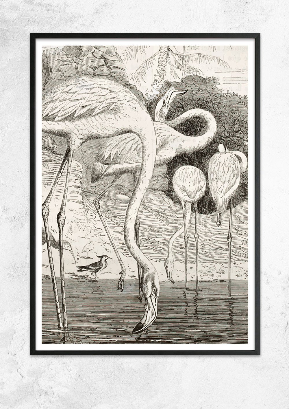 Greater Flamingo