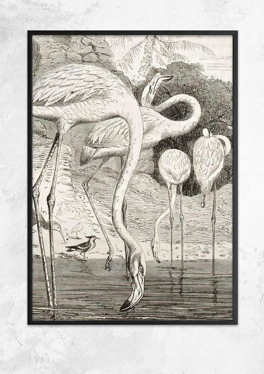 Greater Flamingo