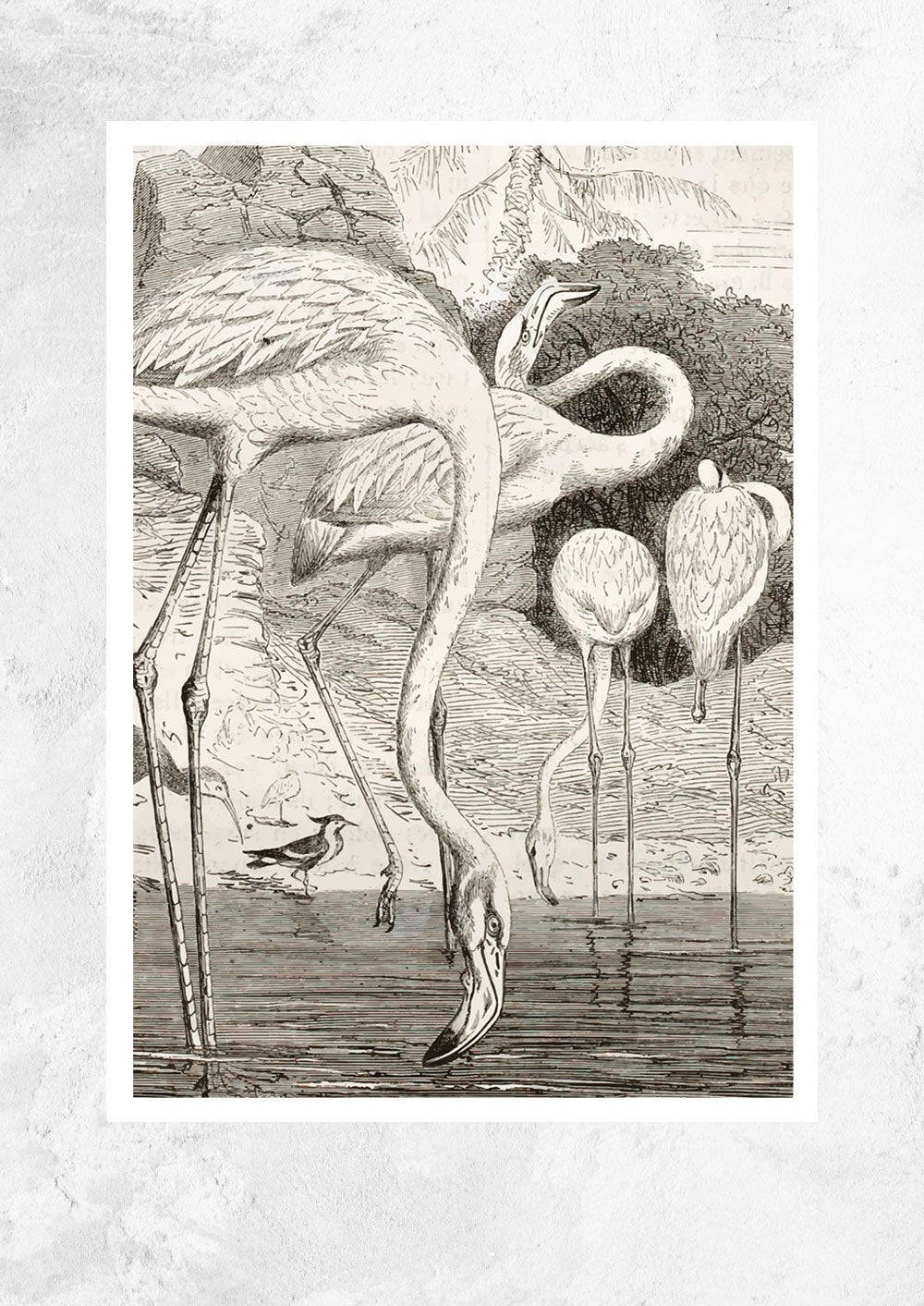 Greater Flamingo