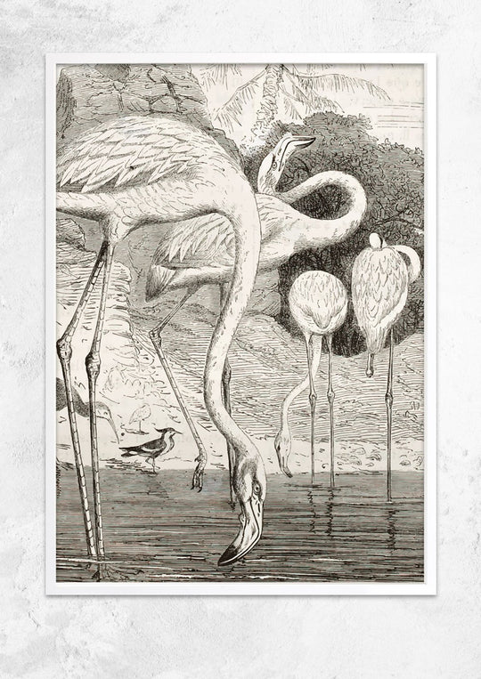 Greater Flamingo