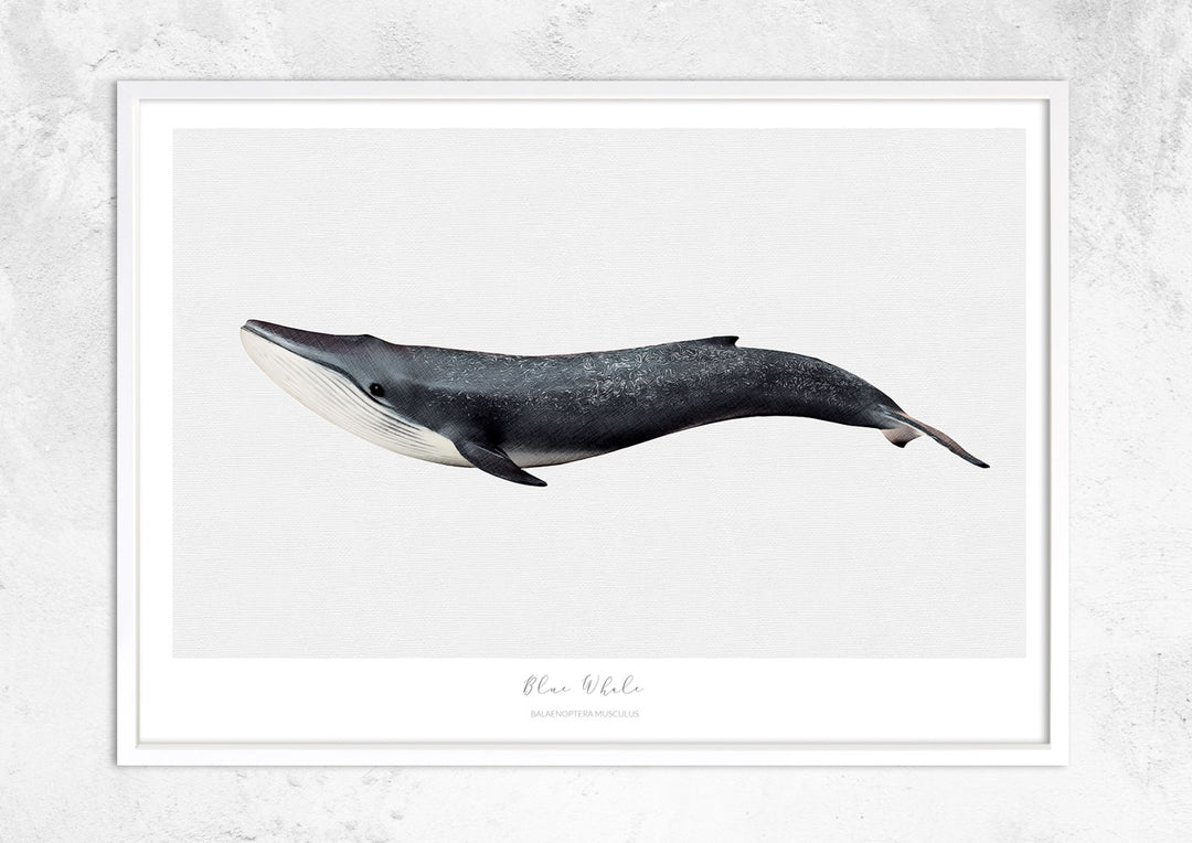 Marine Life Series - Blue Whale